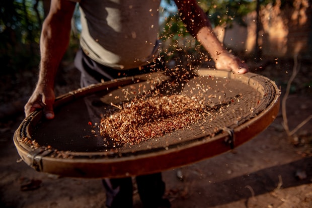 Hands sifting grains through a traditional woven basket